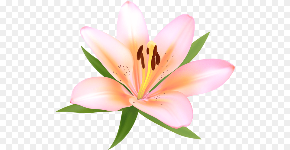 Lily Flowers Clipart Alstroemerias, Anther, Flower, Plant, Petal Free Png