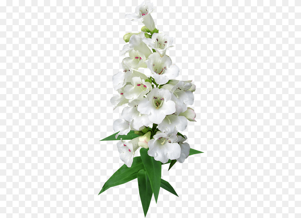 Lily Library Artificial Flower, Plant, Acanthaceae, Gladiolus Free Png