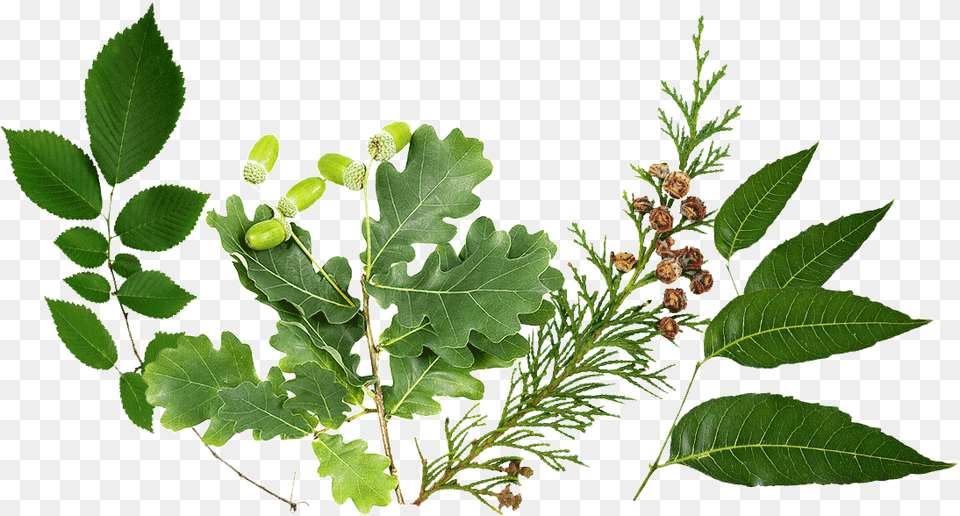 Lily Gambel Oak, Tree, Plant, Leaf, Vegetable Free Png