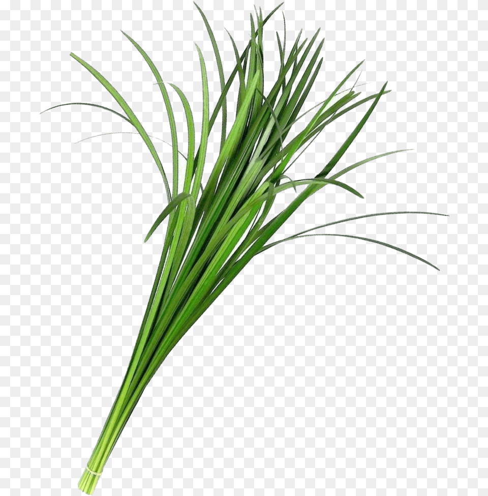 Lily Grass Flower, Food, Plant, Produce, Spring Onion Png Image