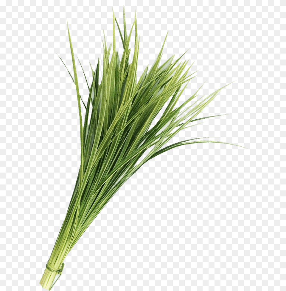Lily Grass Variegated Greenery Lily Grass Variegated Greenery, Plant, Food, Produce Free Png Download