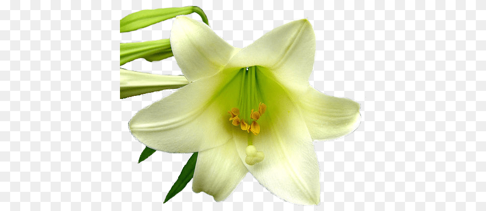 Lily Image And Clipart Lily Flower Lily Background, Anther, Plant Free Png