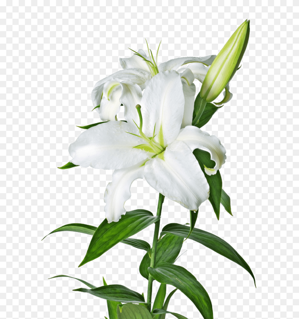 Lily Image Vector Clipart, Flower, Plant Free Transparent Png