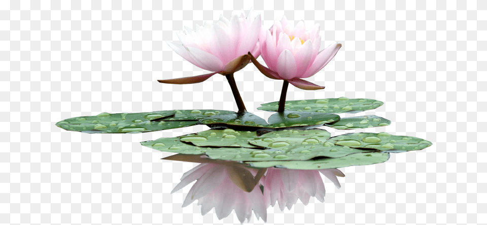 Lily In The Water Type Pc Wallpaper Album Water Lilies Plant, Flower, Pond Lily Png Image