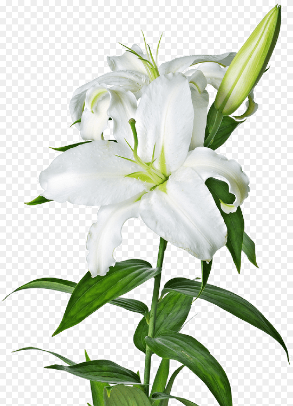 Lily Lilies Flower File Transparent Easter Lily Clipart, Plant Png