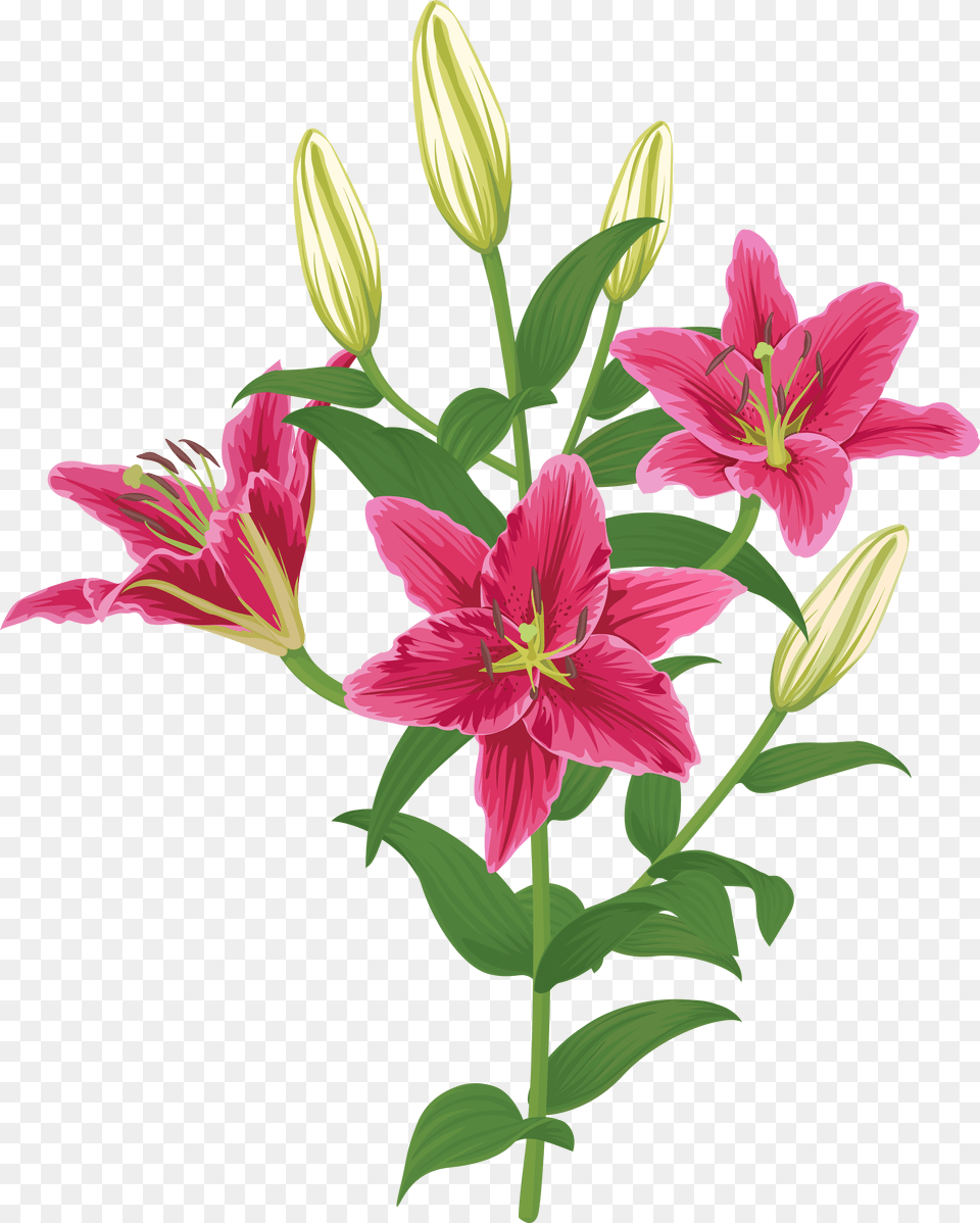 Lily Lilium Female Liliaceae Flower Png