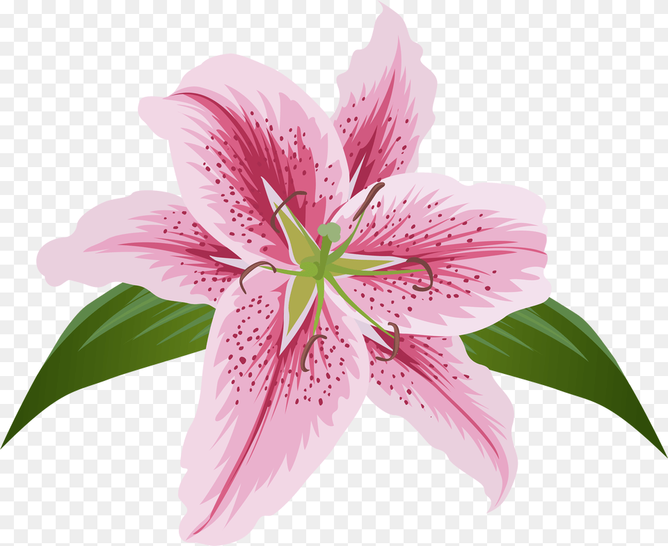 Lily Lilium Female Liliaceae Flower, Anther, Plant, Petal, Person Free Transparent Png