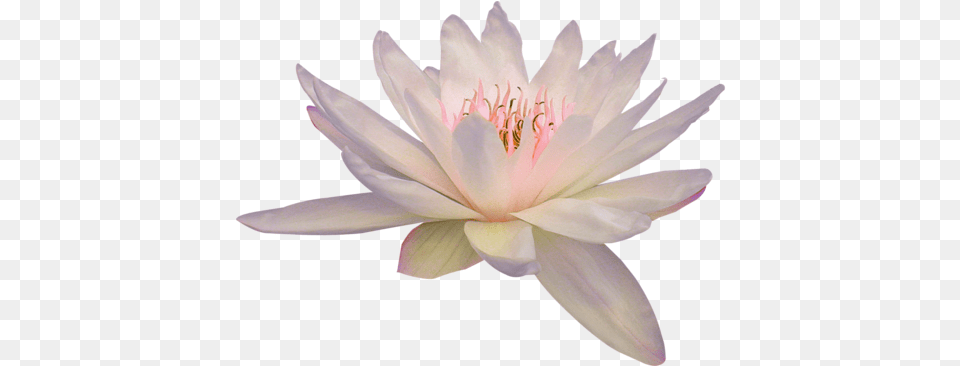 Lily Lotus U0026 Clipart Download Ywd Lotus Flower, Plant, Pond Lily, Dahlia, Anther Png Image