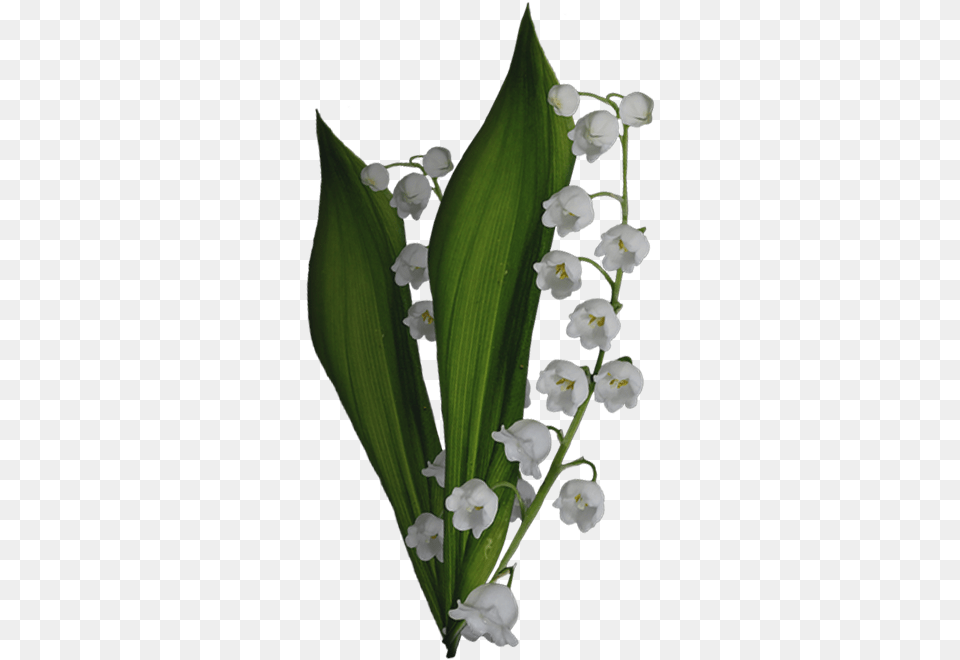 Lily Of The Valley, Amaryllidaceae, Flower, Petal, Plant Free Png Download