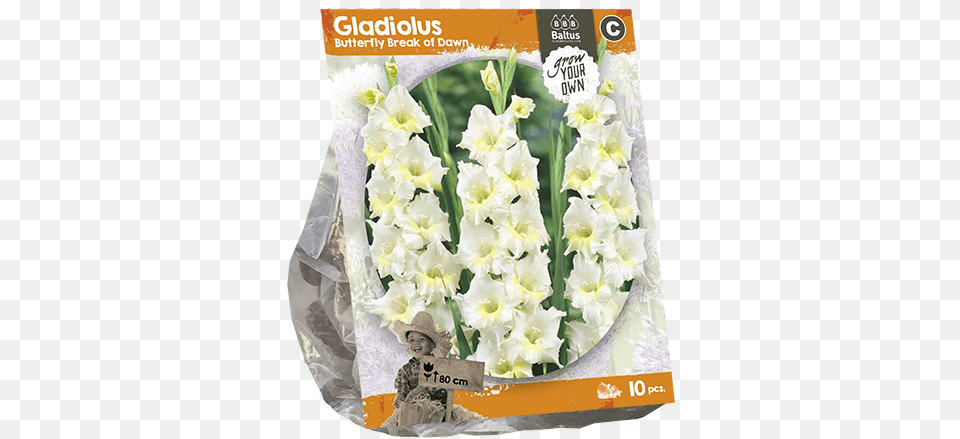 Lily Of The Valley, Flower, Plant, Gladiolus, Baby Free Transparent Png