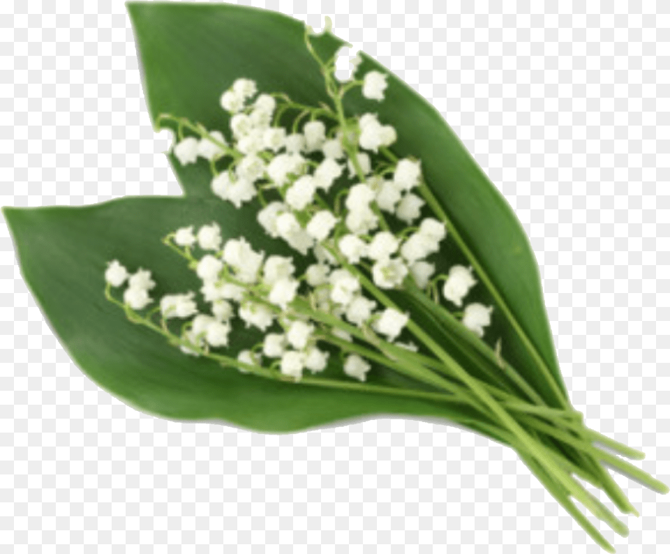 Lily Of The Valley, Flower, Plant, Flower Arrangement, Leaf Free Transparent Png