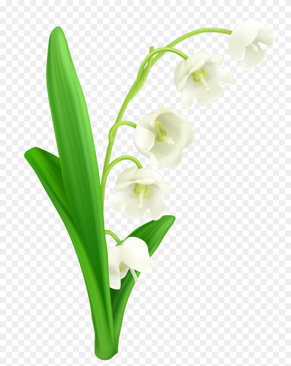 Lily Of The Valley, Flower, Plant, Amaryllidaceae, Dynamite Png