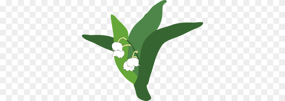 Lily Of The Valley Flower, Leaf, Plant, Amaryllidaceae Png