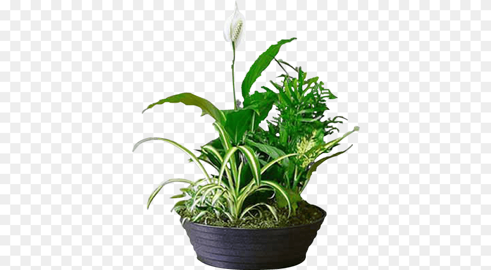 Lily Of The Valley, Plant, Flower, Flower Arrangement, Green Free Transparent Png