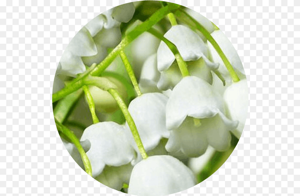 Lily Of The Valley, Flower, Petal, Plant, Food Free Transparent Png