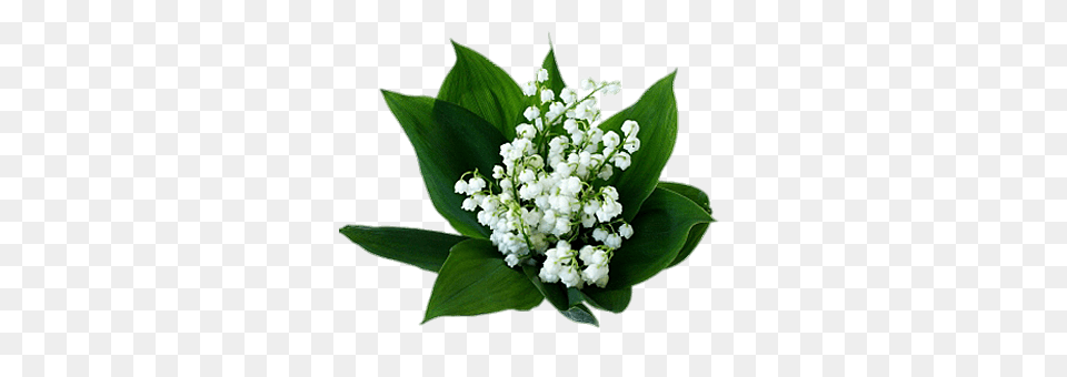 Lily Of The Valley Bouquet, Flower, Flower Arrangement, Leaf, Plant Free Transparent Png