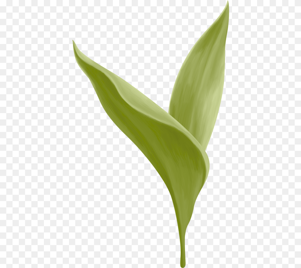 Lily Of The Valley Canna Lily, Leaf, Plant, Flower Free Transparent Png