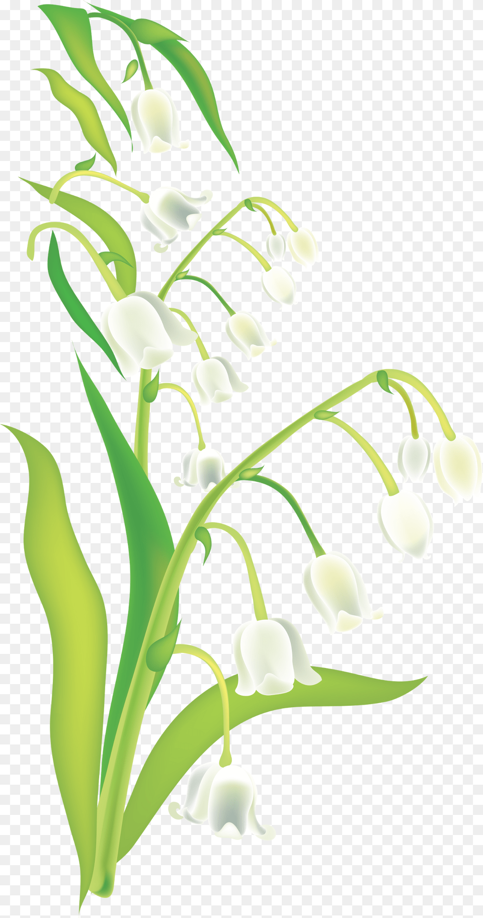 Lily Of The Valley Cartoons Muguet Render, Flower, Plant, Amaryllidaceae, Petal Free Png Download