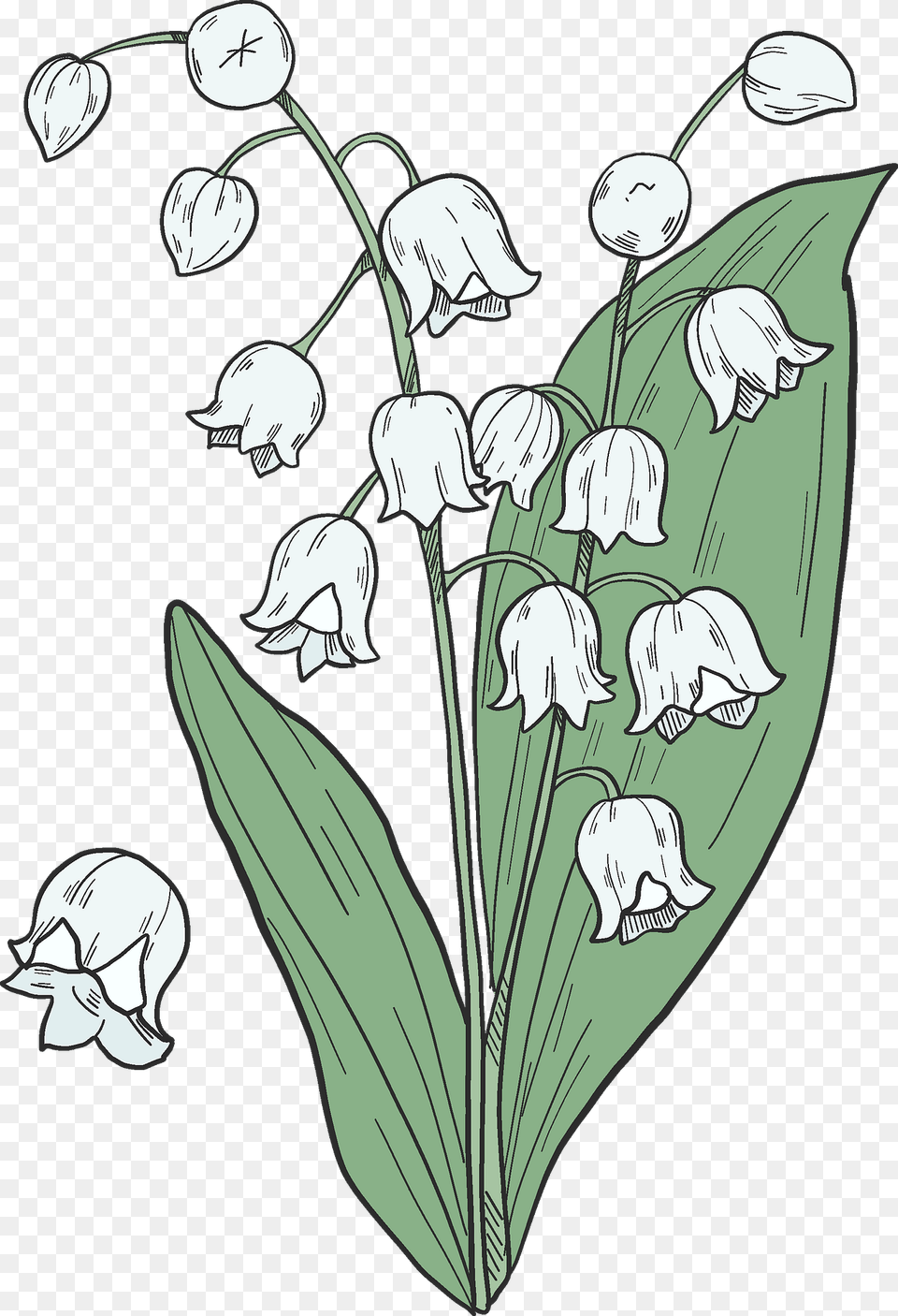 Lily Of The Valley Clipart, Flower, Plant, Art, Drawing Png Image