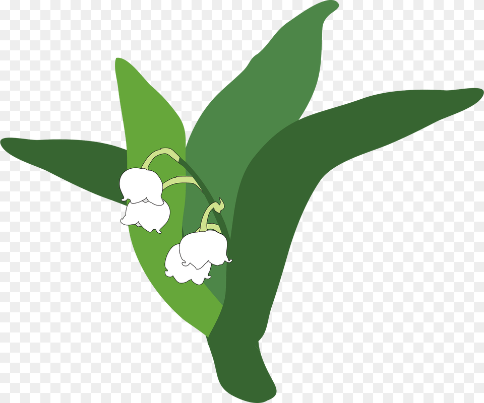 Lily Of The Valley Clipart, Flower, Leaf, Plant, Amaryllidaceae Free Png Download
