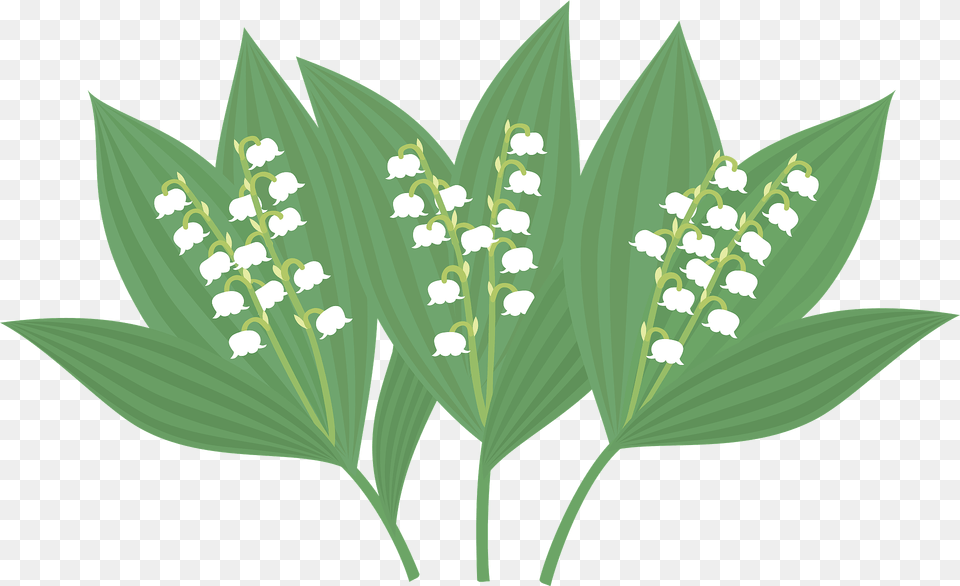 Lily Of The Valley Clipart, Flower, Leaf, Plant Free Png Download