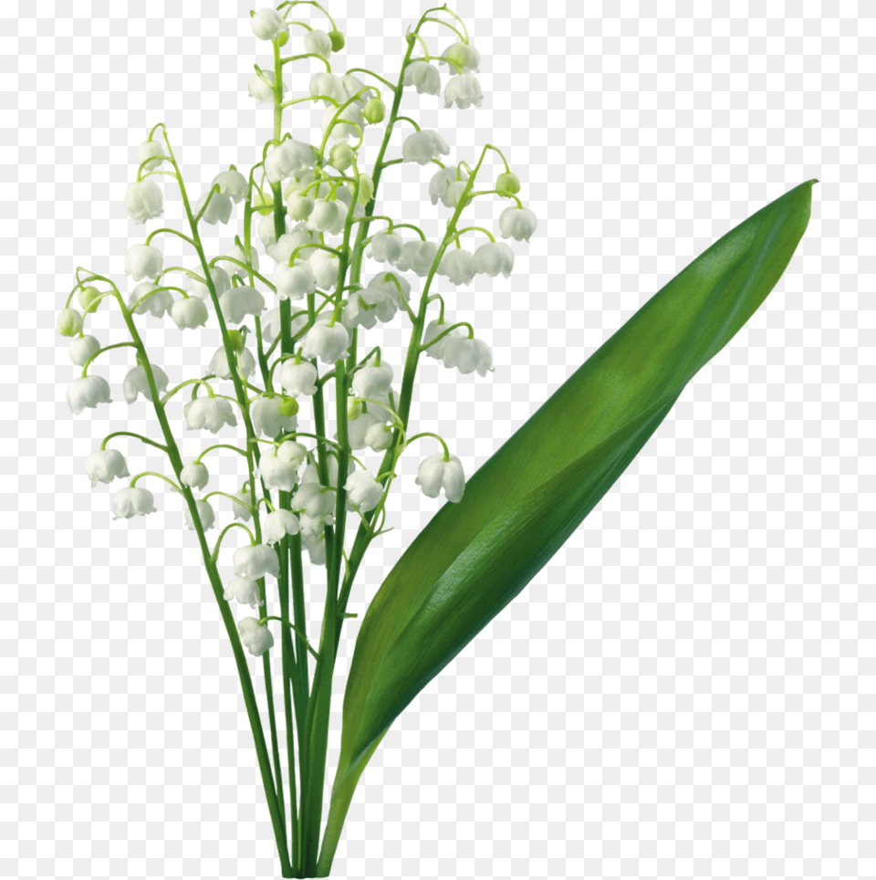 Lily Of The Valley Clipart, Amaryllidaceae, Flower, Plant Free Png Download