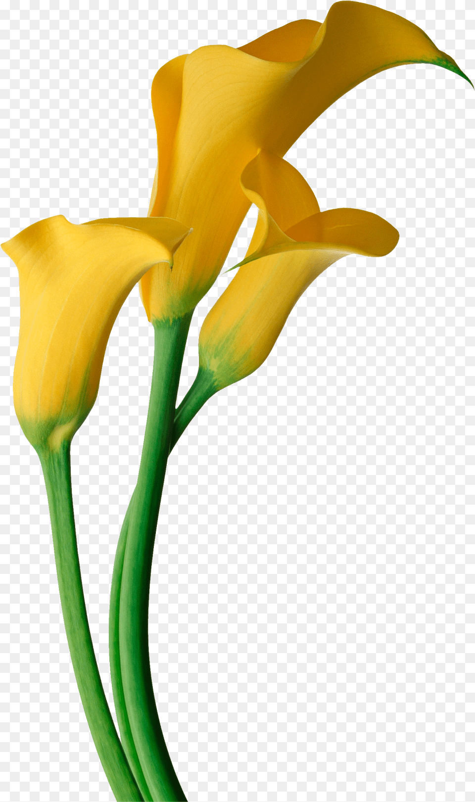 Lily Of The Valley Drawing Free Download Yellow Calla Lily Flower, Plant, Petal Png