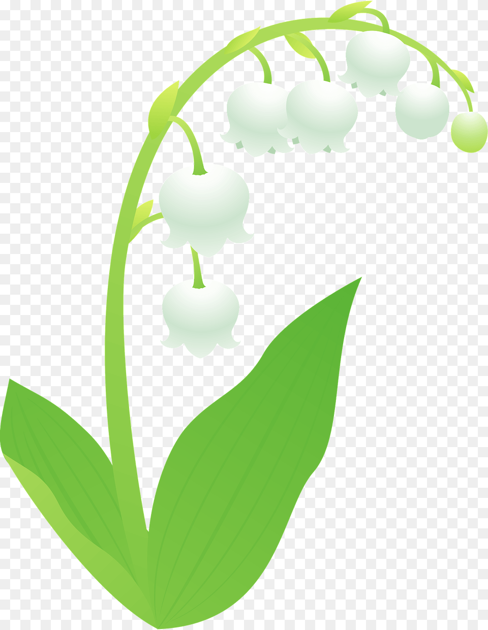 Lily Of The Valley Flower Clipart, Leaf, Plant Png Image
