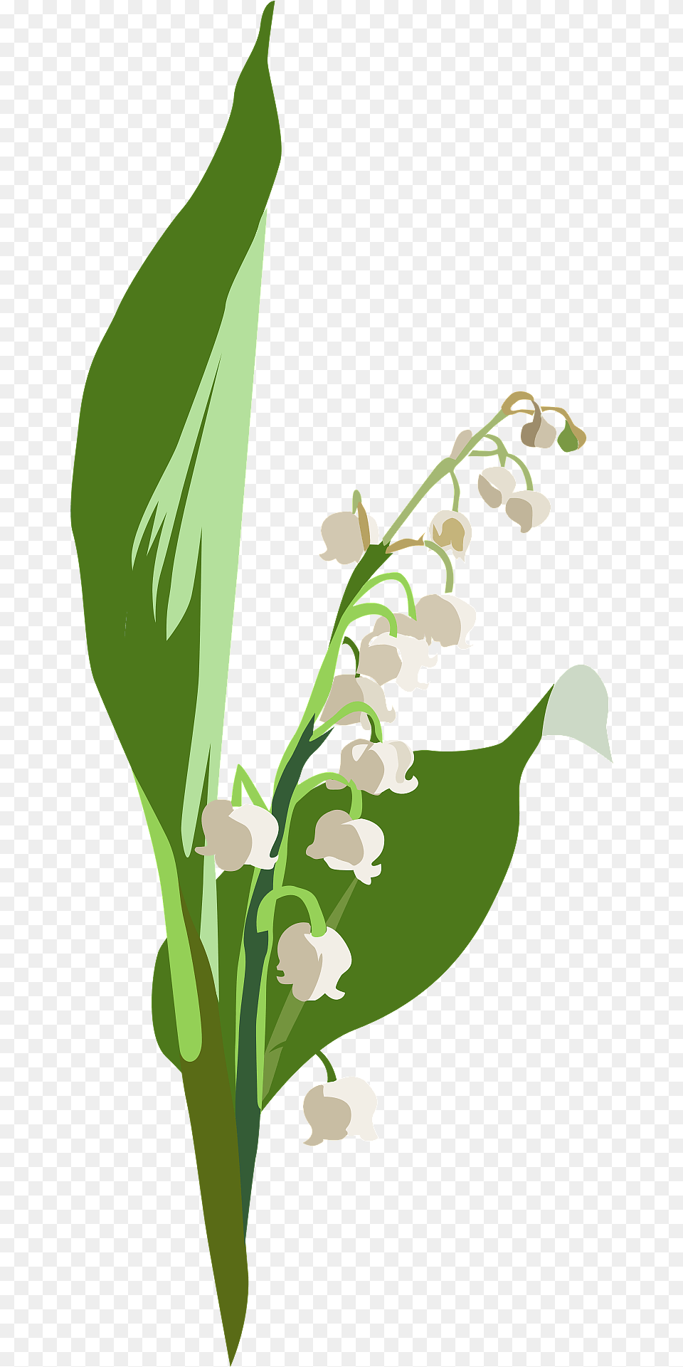 Lily Of The Valley Flower Clipart, Plant, Leaf, Adult, Wedding Free Transparent Png