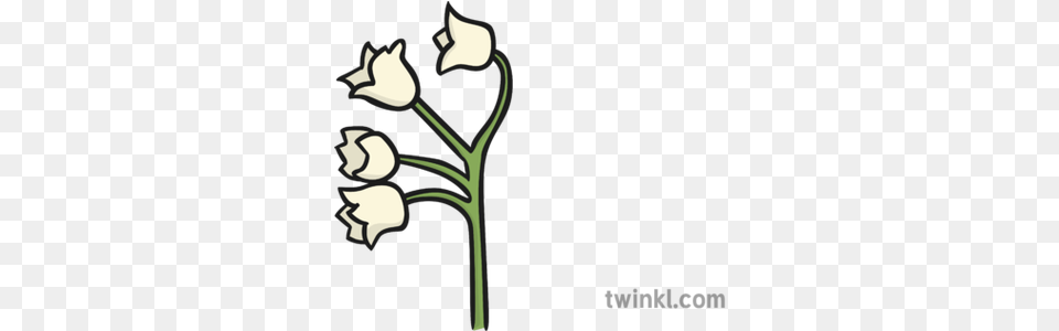 Lily Of The Valley Flower Illustration Twinkl Illustration, Plant, Petal, Rose Png