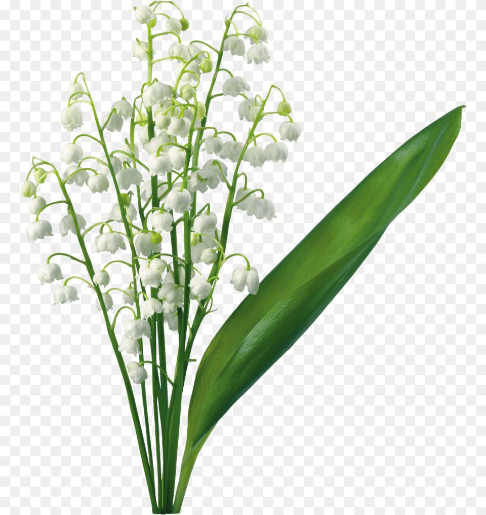 Lily Of The Valley Flower Lilium Clip Art Transparent Lily Lily Of The Valley Flower, Amaryllidaceae, Plant Png Image