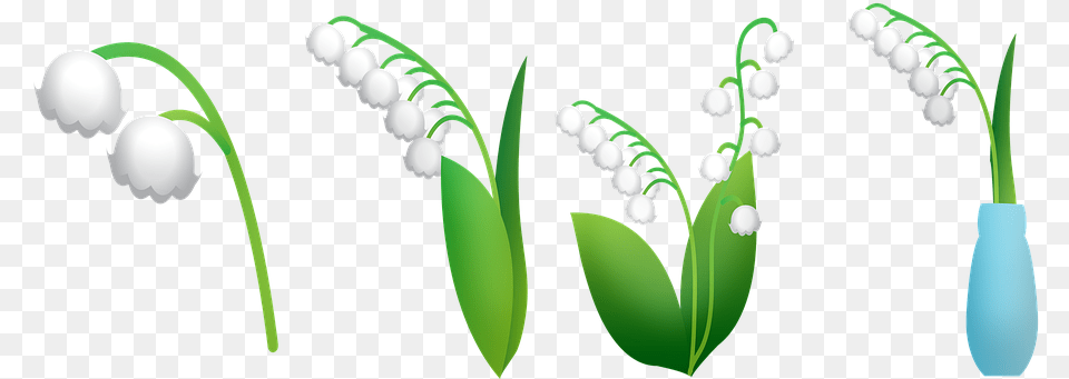 Lily Of The Valley Flower Lilly Of The Valley Graphic, Plant, Outdoors, Nature, Amaryllidaceae Free Png