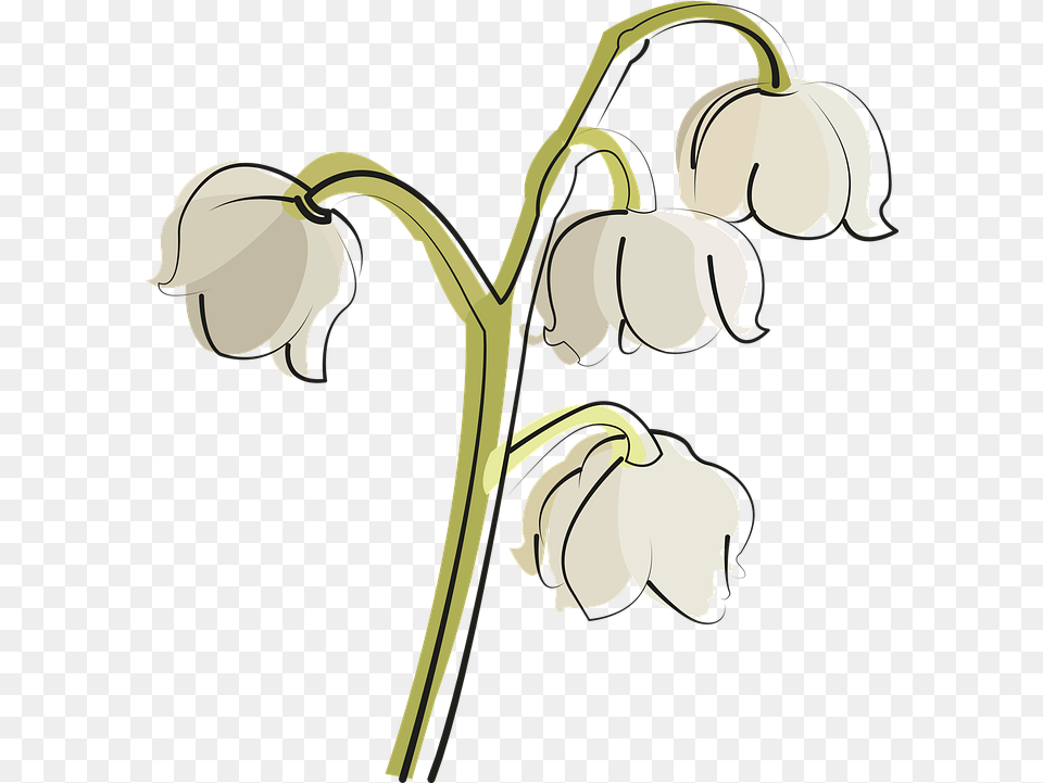 Lily Of The Valley Flower White Vector Lily Of The Valley, Petal, Plant, Amaryllidaceae Free Transparent Png
