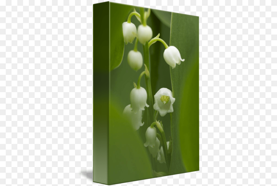 Lily Of The Valley Flowers By Carol Senske Lily Of The Valley, Flower, Plant, Amaryllidaceae, Petal Free Png
