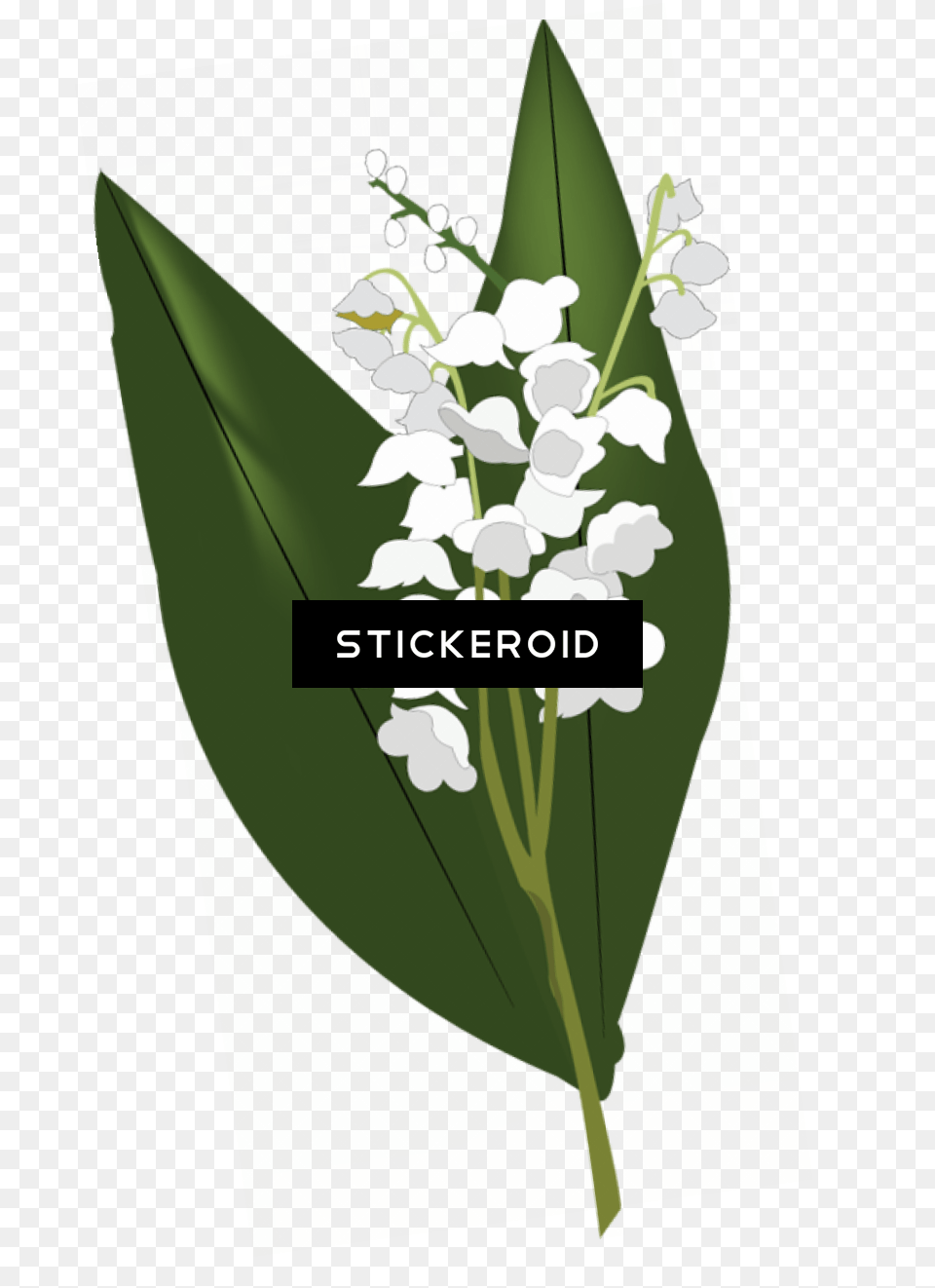 Lily Of The Valley Hd Flowers Nature, Advertisement, Poster, Flower, Plant Free Transparent Png