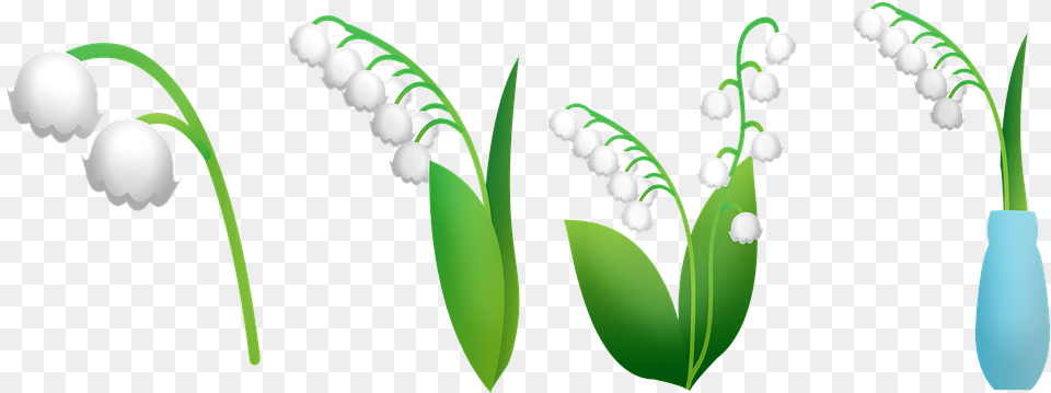 Lily Of The Valley Lily In Vase Lily Flowers Leaves Lirio De Los Valles, Flower, Plant, Nature, Outdoors Free Png Download