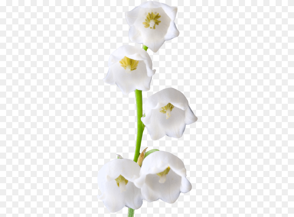 Lily Of The Valley Photos, Anther, Flower, Plant, Petal Free Png
