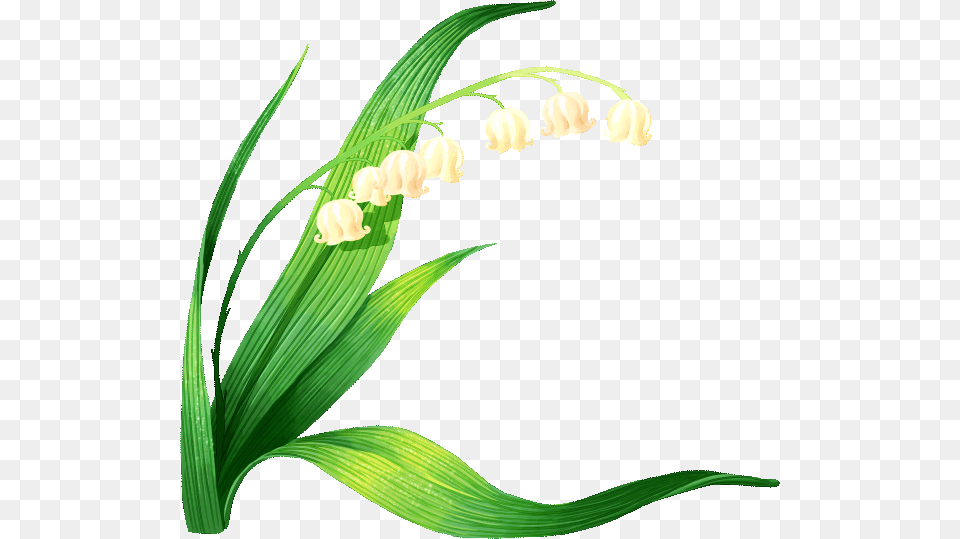 Lily Of The Valley Vector Clipart Download Lrio Dos Vales, Flower, Plant, Amaryllidaceae Free Png