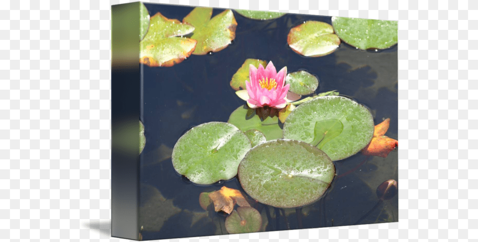 Lily Pad Bloom By Frank Alcazar Water Lily, Flower, Plant, Pond Lily, Nature Free Png Download