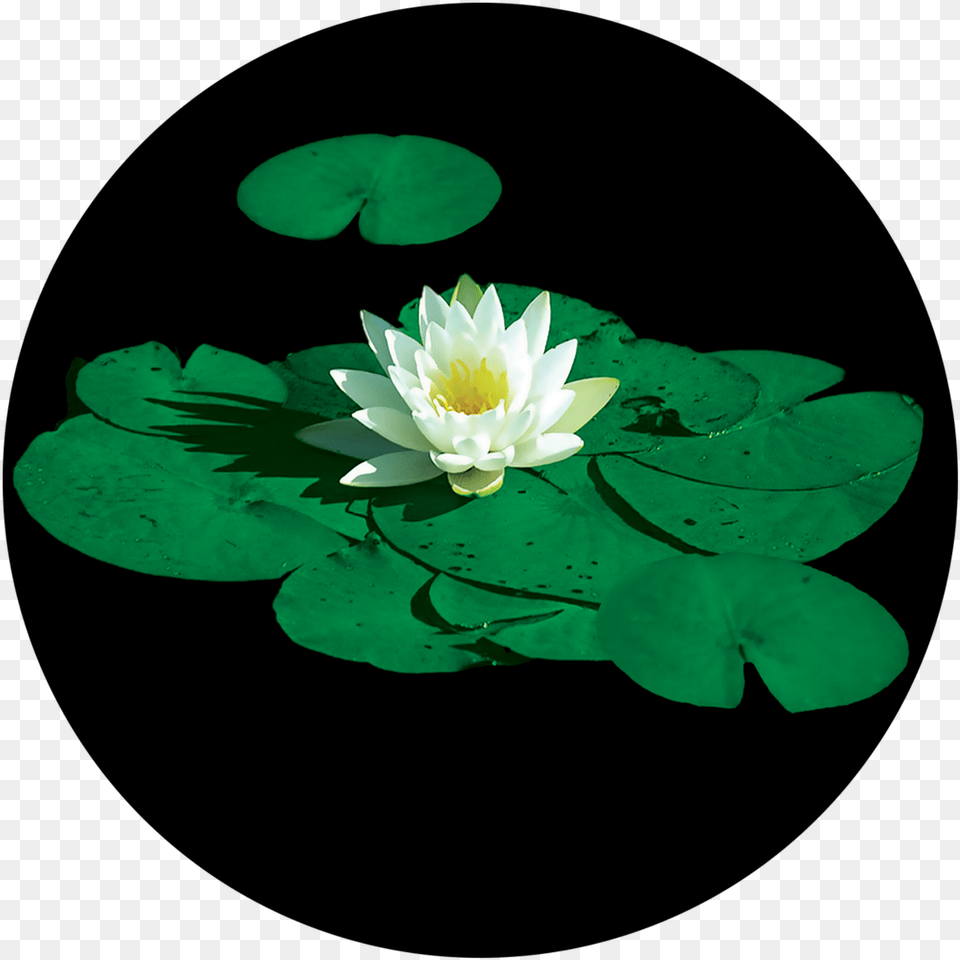 Lily Pad Flower, Plant, Pond Lily Free Png