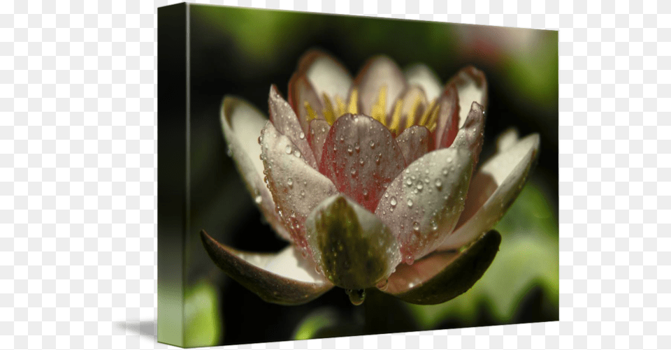 Lily Pad Flower By Patrick Duffy Water Lily, Plant, Petal, Pond Lily Png