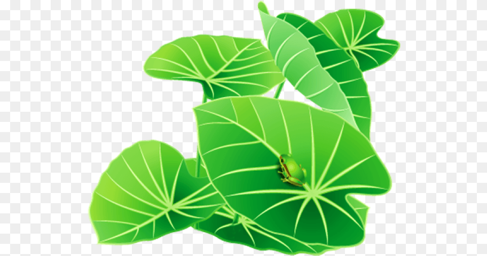 Lily Pad Lily Leaves Clipart, Green, Leaf, Plant, Herbal Png