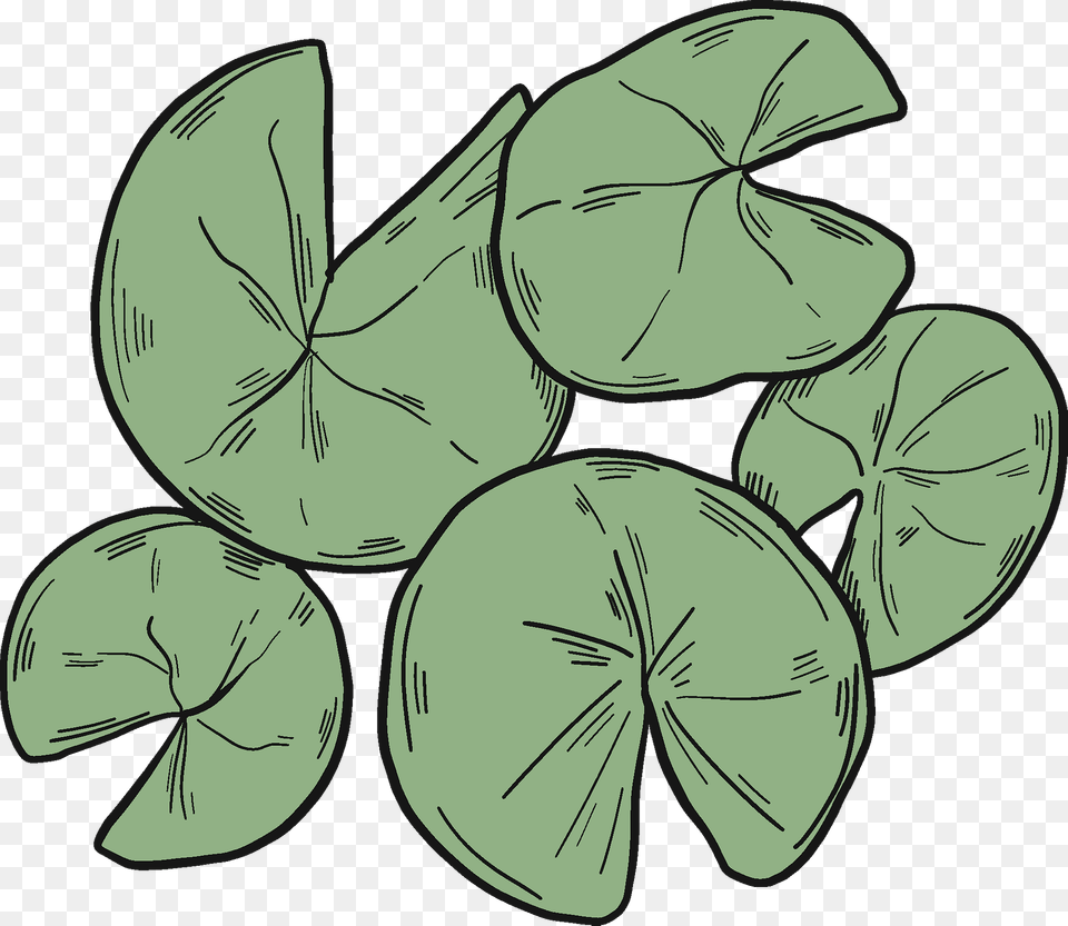 Lily Pads Clipart, Herbal, Herbs, Leaf, Plant Png Image