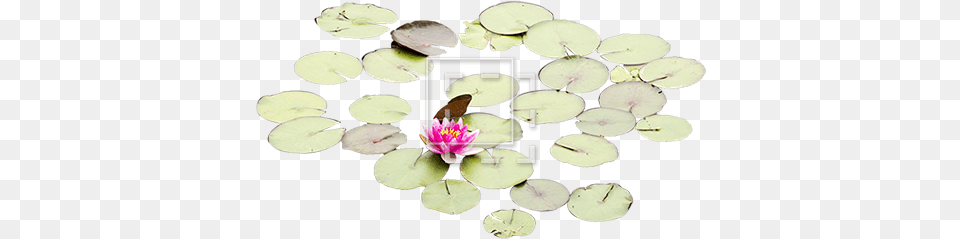 Lily Pads With One Rose Artificial Flower, Plant, Pond Lily, Chandelier, Lamp Png Image
