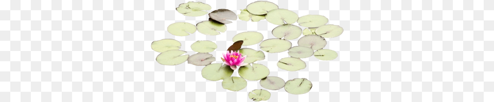 Lily Pads With One Rose Landscape Water Lily, Flower, Petal, Plant, Pond Lily Png Image