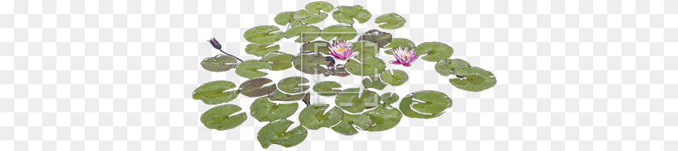 Lily Pads With Purple Flowers Immediate Entourage Real Lily Pad, Flower, Plant, Pond Lily, Nature Png