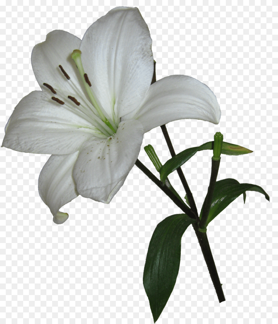 Lily Photos 310 Lily Flower Transparent Background, Plant Free Png Download