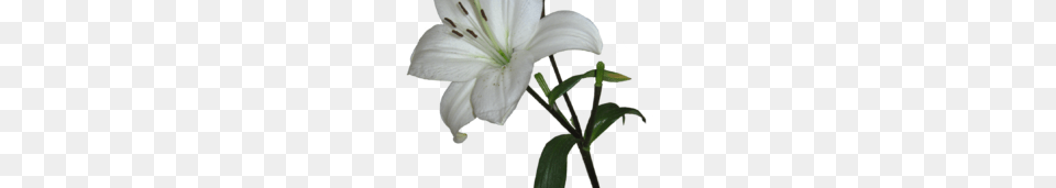 Lily Photos Vector Clipart, Flower, Plant Free Png