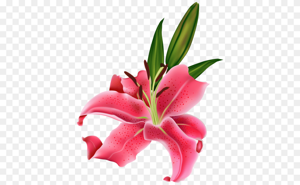 Lily Pink Flower, Plant, Petal Free Png Download