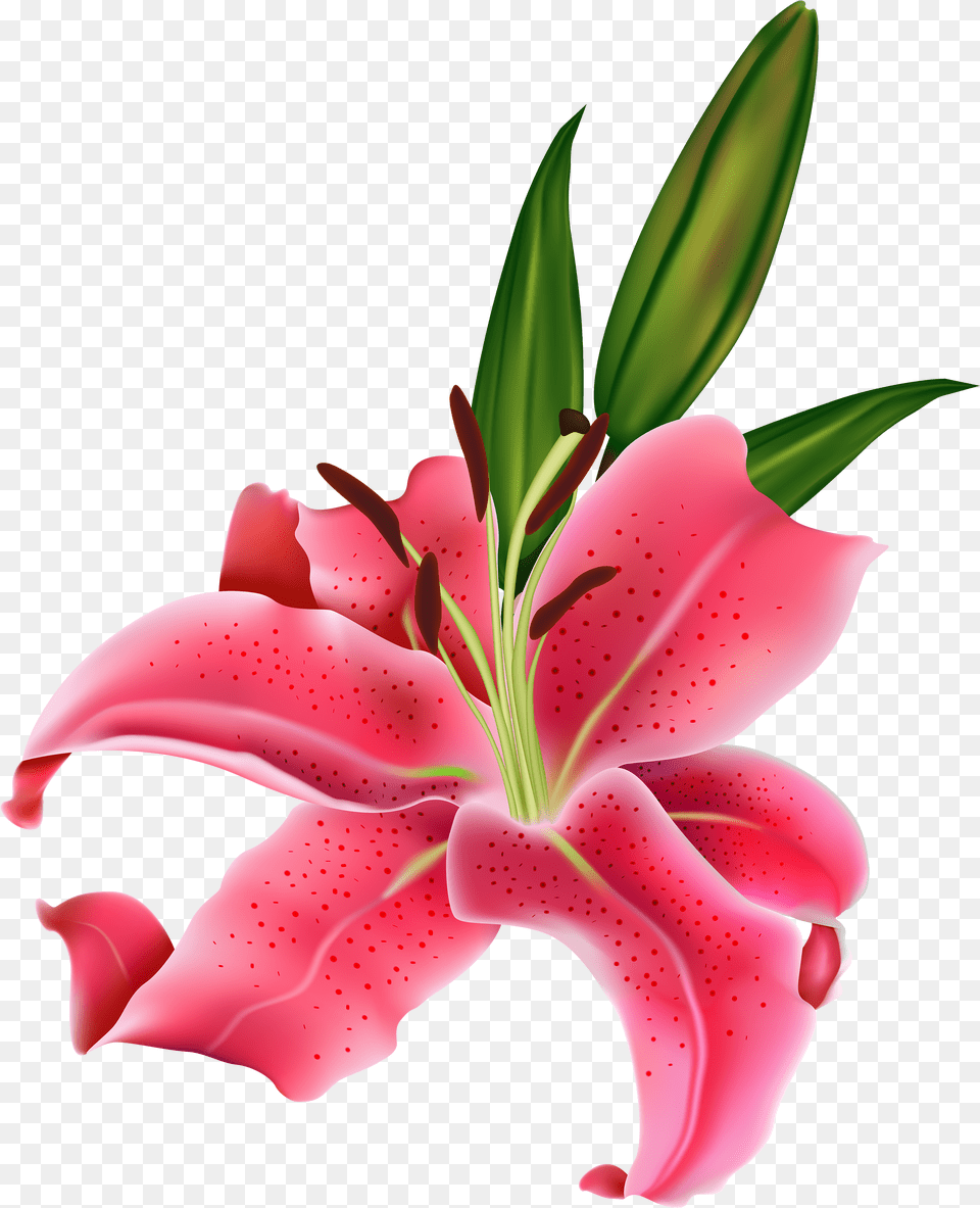 Lily Pink Flower Clipart Clipart Flower Lily, Plant, Petal Png Image
